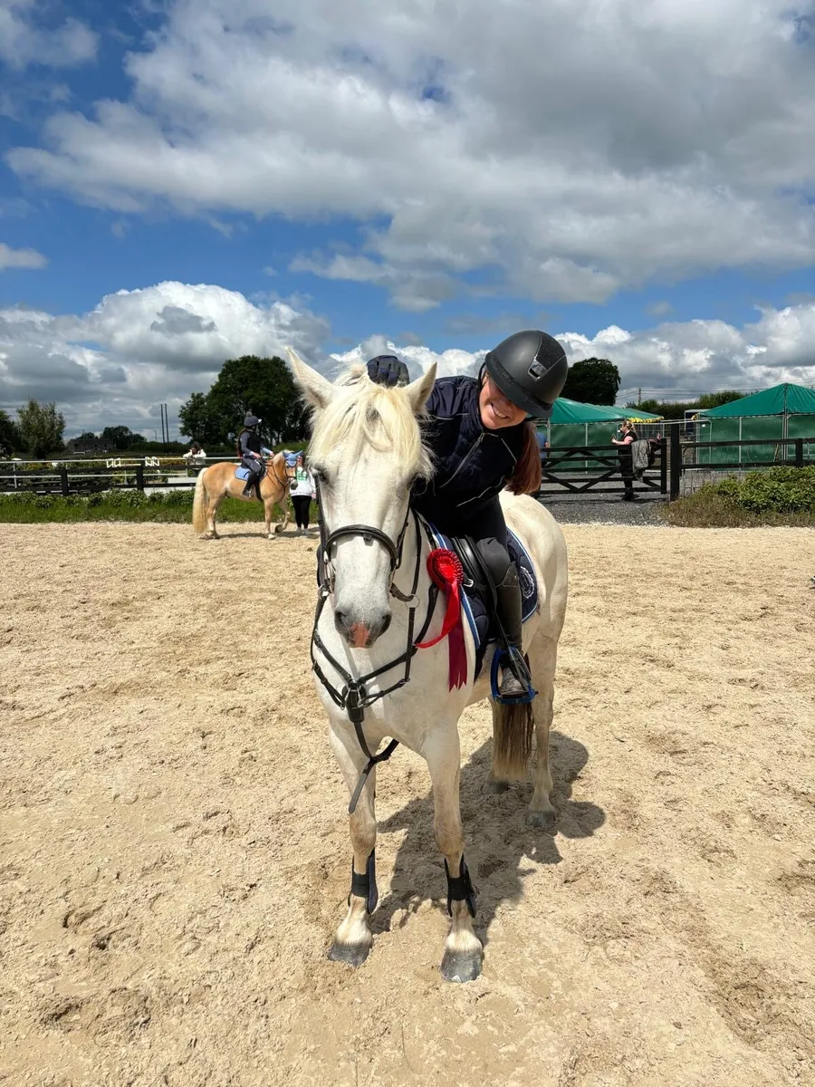 connemara pony - Image 3