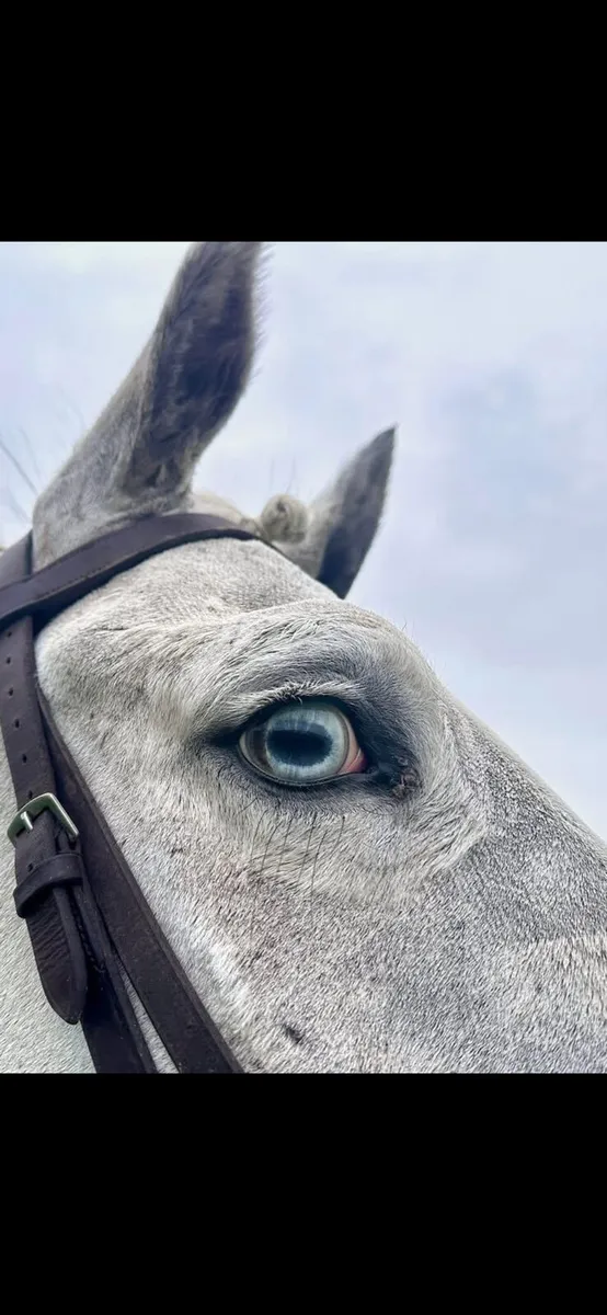 Horses,Cobs,Ponies for lease - Image 1