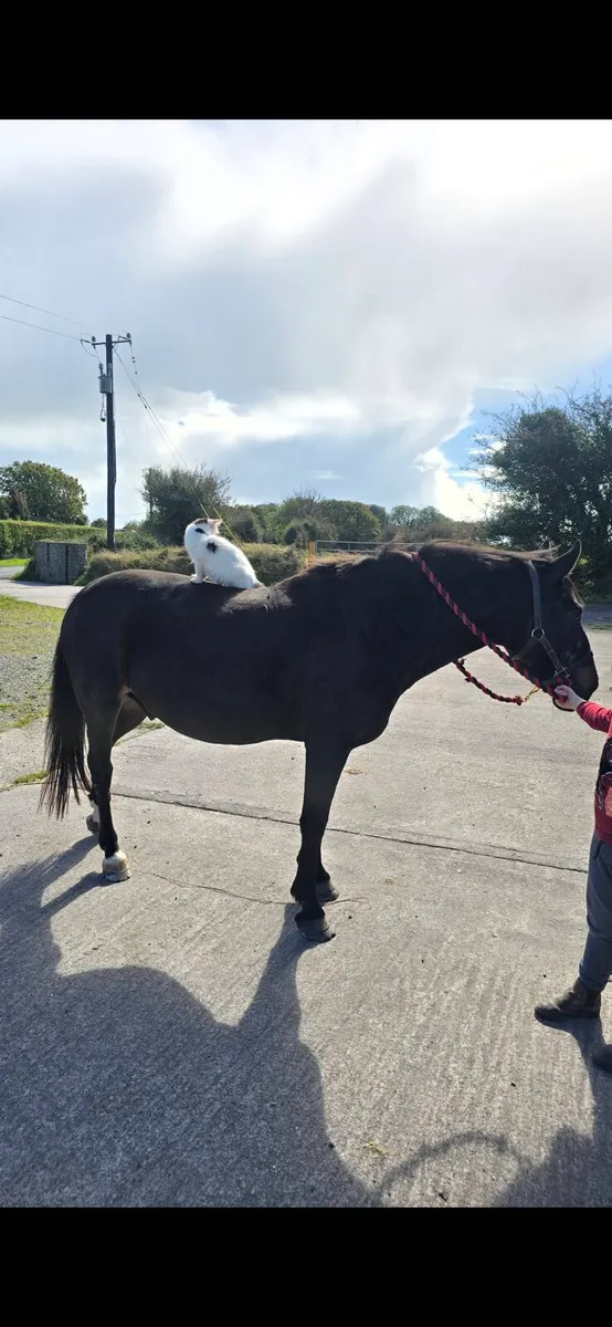 Horses,Cobs,Ponies for lease - Image 2