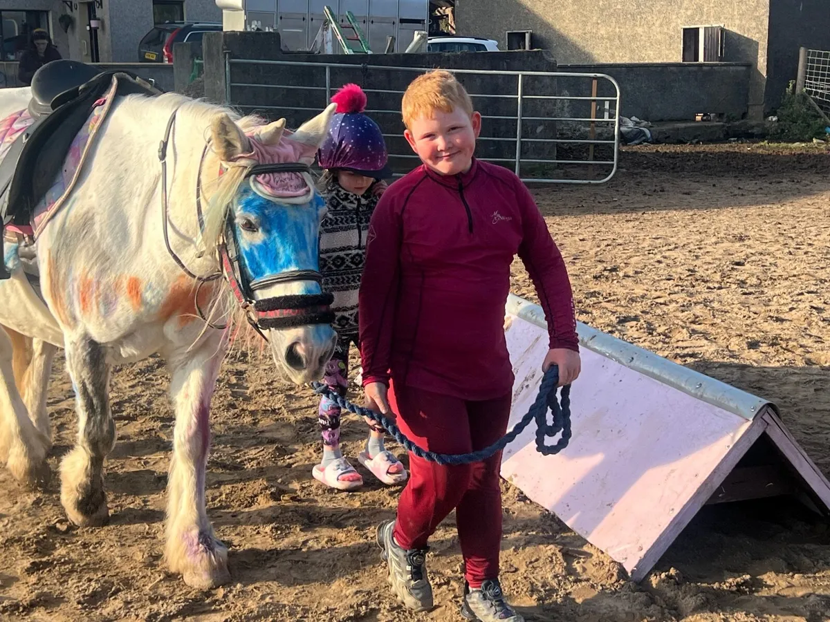 Bella 13.2 schoolmaster bombproof pony - Image 3