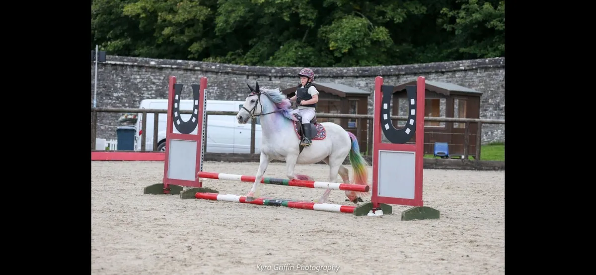 Bella 13.2 schoolmaster bombproof pony - Image 1