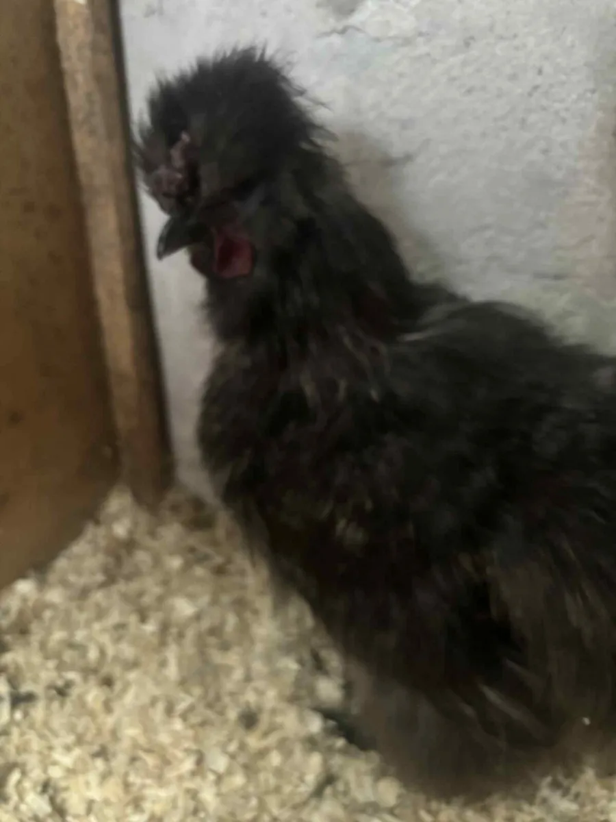 Free Roosters and Drake - Image 2