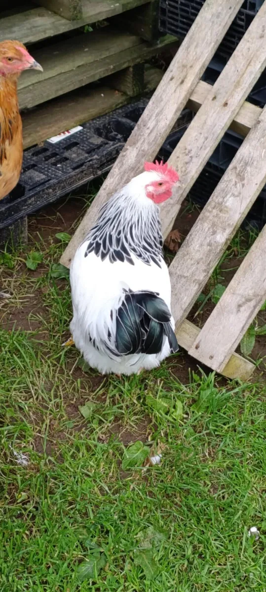 Free Roosters and Drake - Image 1