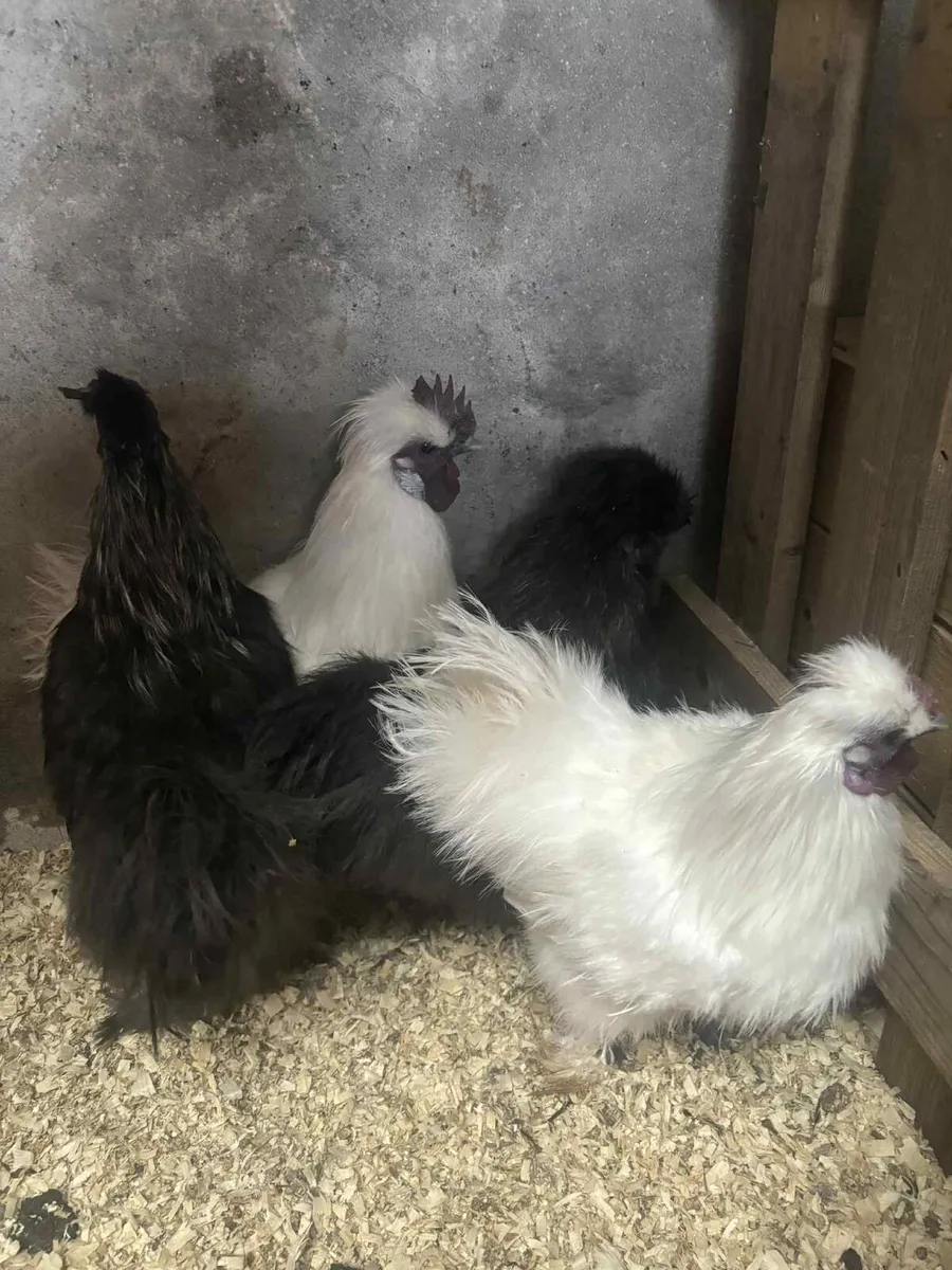 Free Roosters and Drake - Image 3