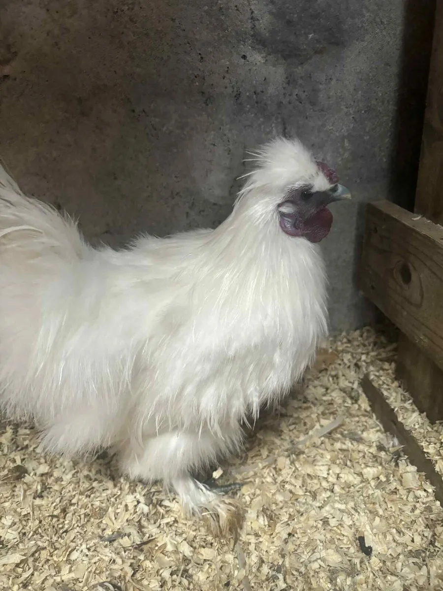 Free Roosters and Drake - Image 4