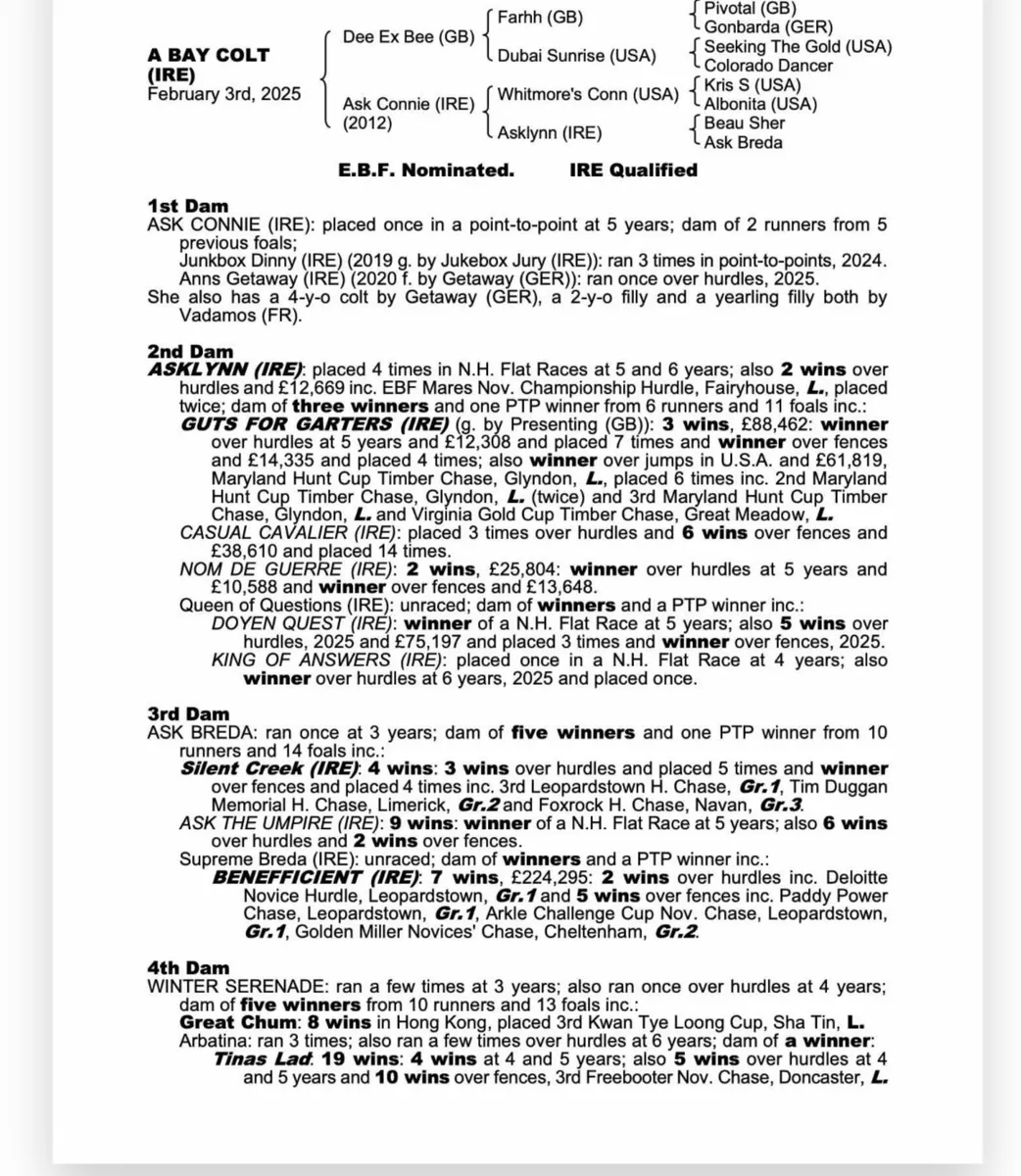 Lovely Colt foal for sale by Dee Ex Bee - Image 2