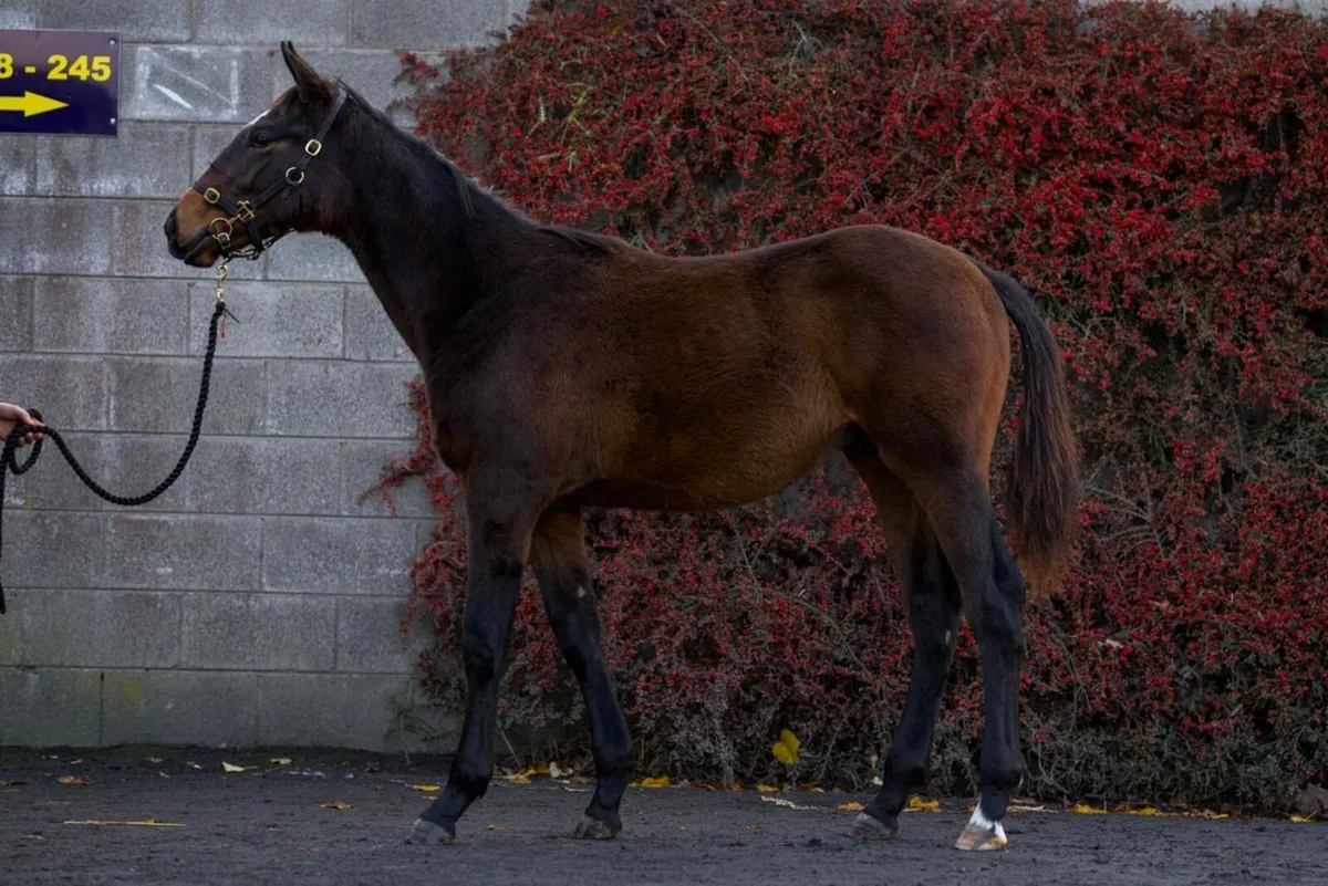 Lovely Colt foal for sale by Dee Ex Bee - Image 1