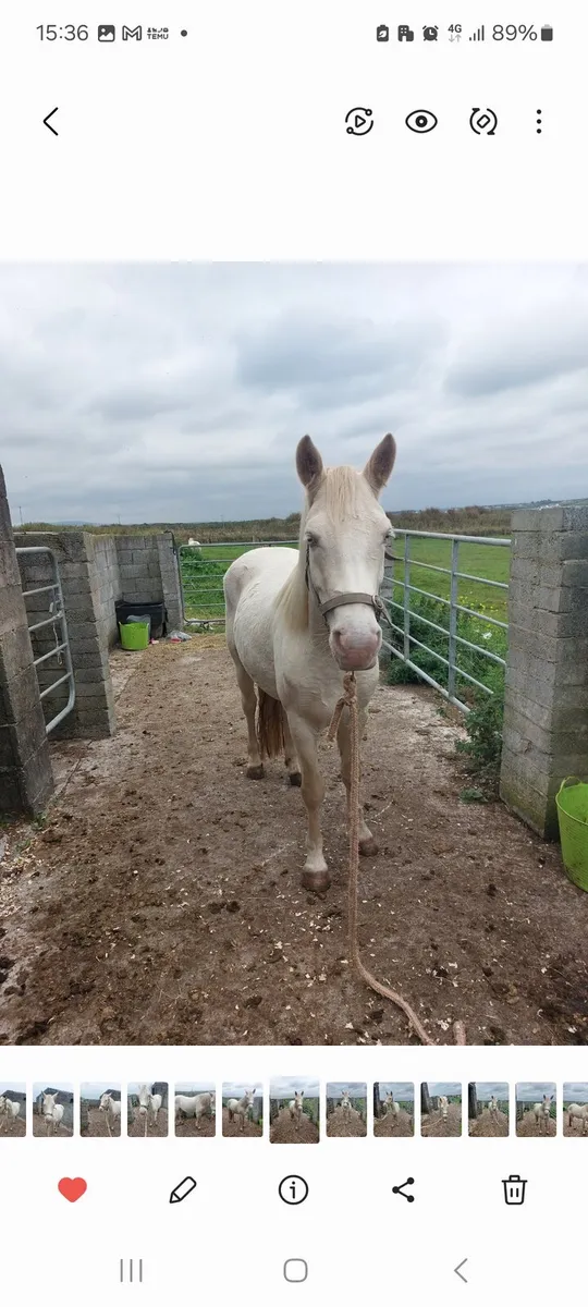 Connemara blue-eyed cream broodmare - Image 2