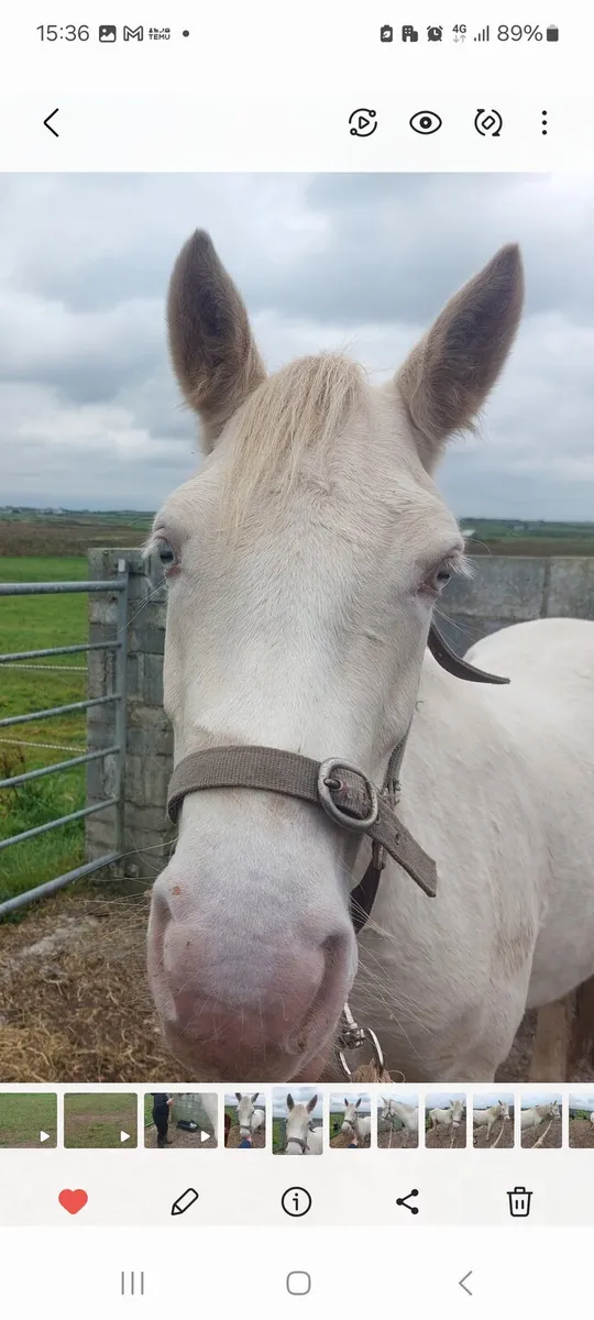 Connemara blue-eyed cream broodmare - Image 4