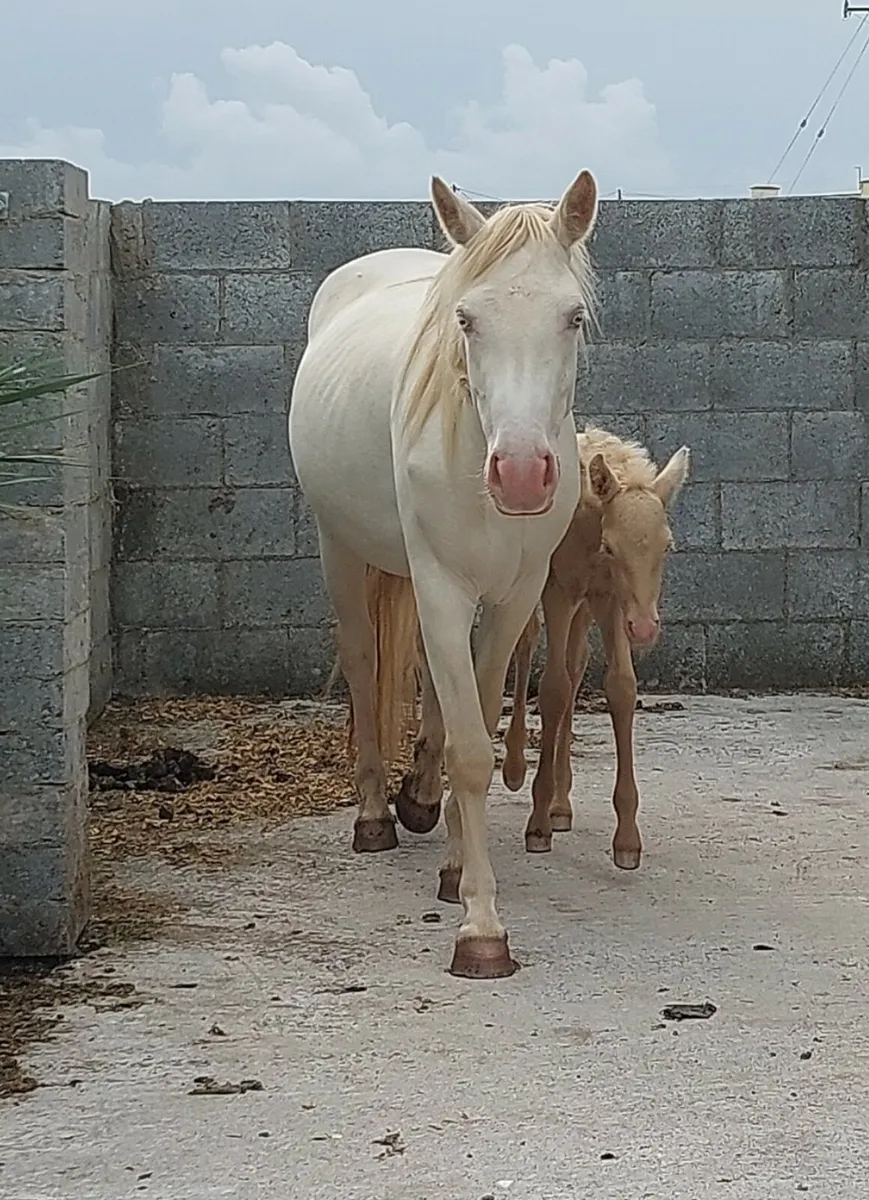 Connemara blue-eyed cream broodmare - Image 1