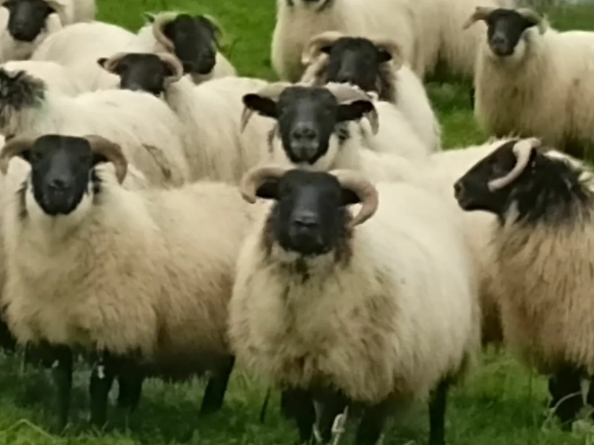 Lanark ewe lambs - Image 3