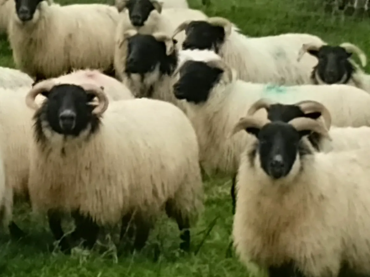 Lanark ewe lambs - Image 4