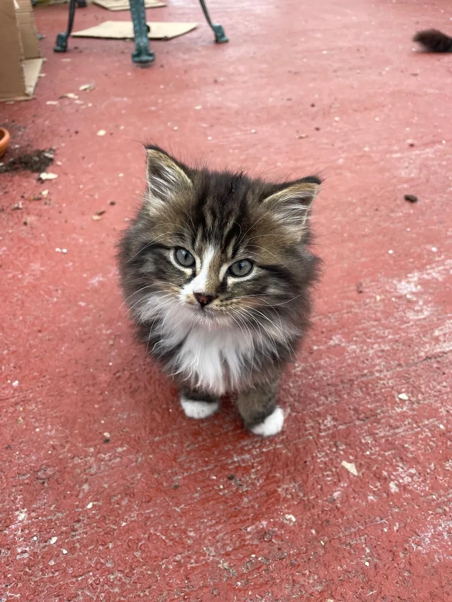 Siberian cross kittens - Image 2
