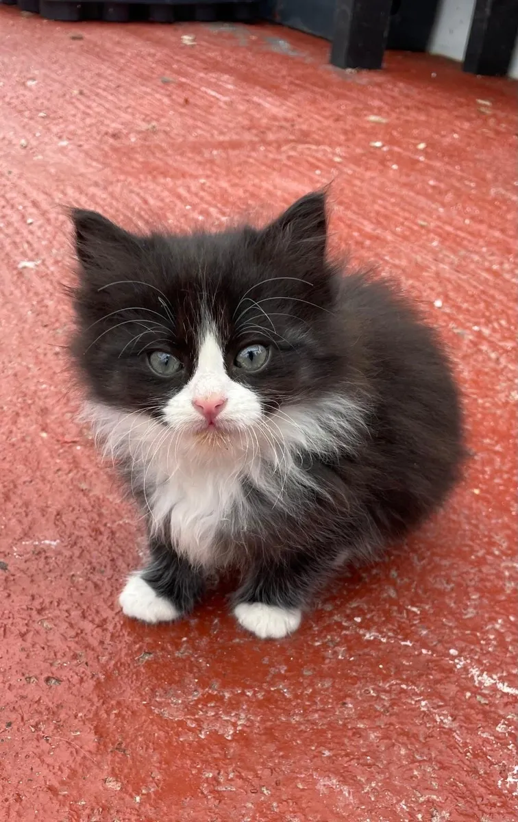 Siberian cross kittens - Image 3