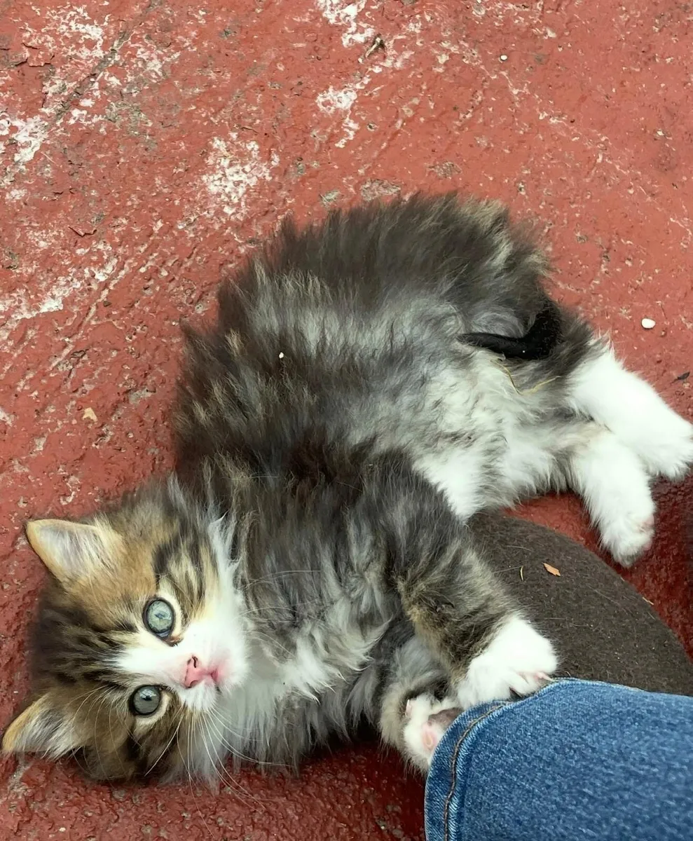 Siberian cross kittens - Image 4