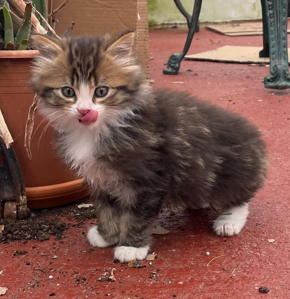 Siberian cross kittens - Image 1