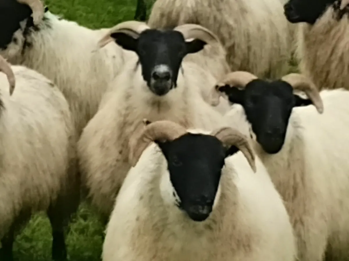 Lanark ewe lambs - Image 1