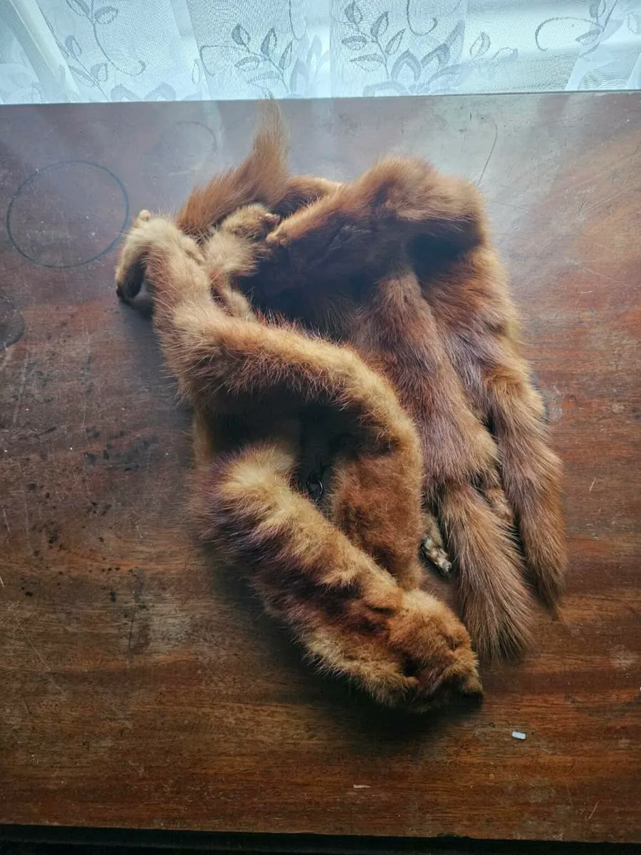 Vintage Stoat Collar Scarf - Image 1