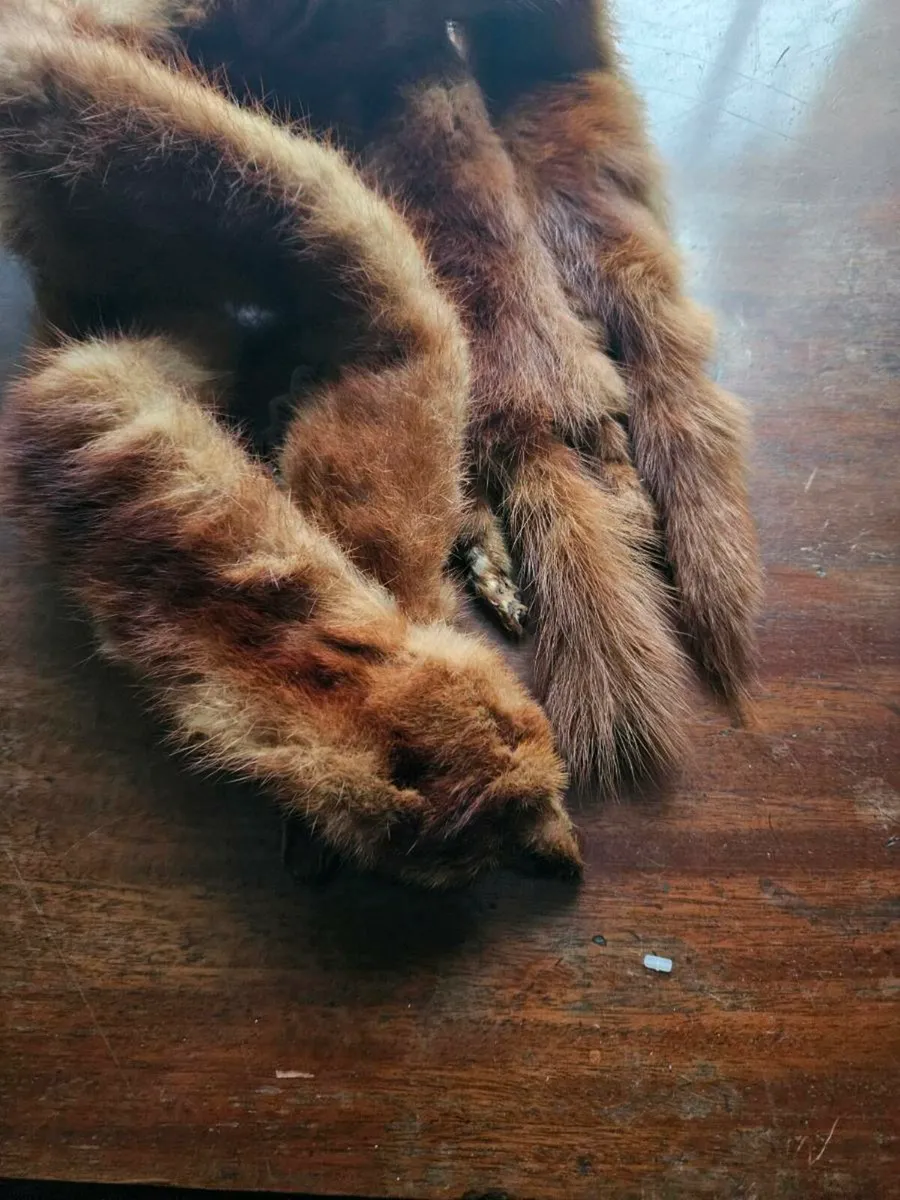 Vintage Stoat Collar Scarf - Image 2