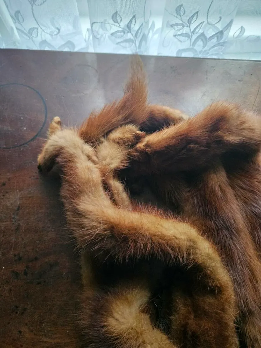 Vintage Stoat Collar Scarf - Image 3