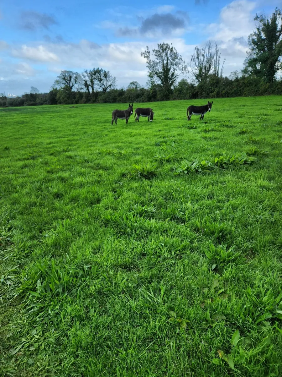 Donkeys - Image 3