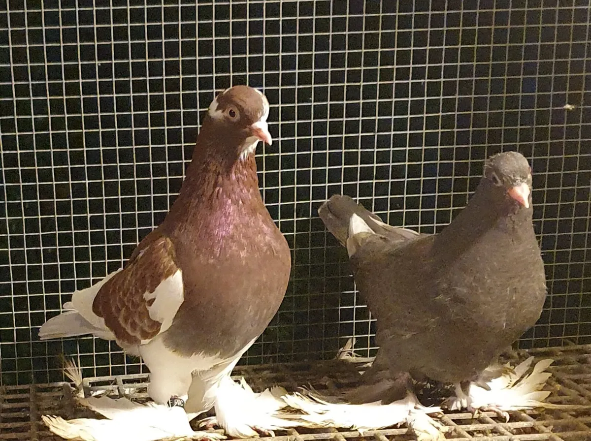 I have 25 Irish flying Tumblers for sale together - Image 1