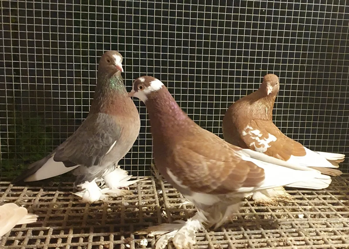 I have 25 Irish flying Tumblers for sale together - Image 4