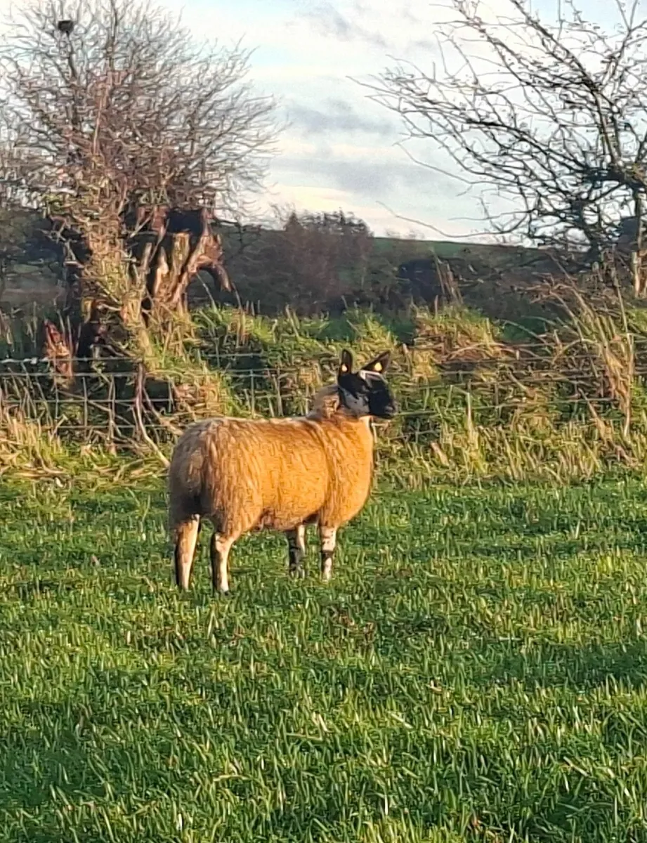 Exceptional Ewe Lambs - Image 1