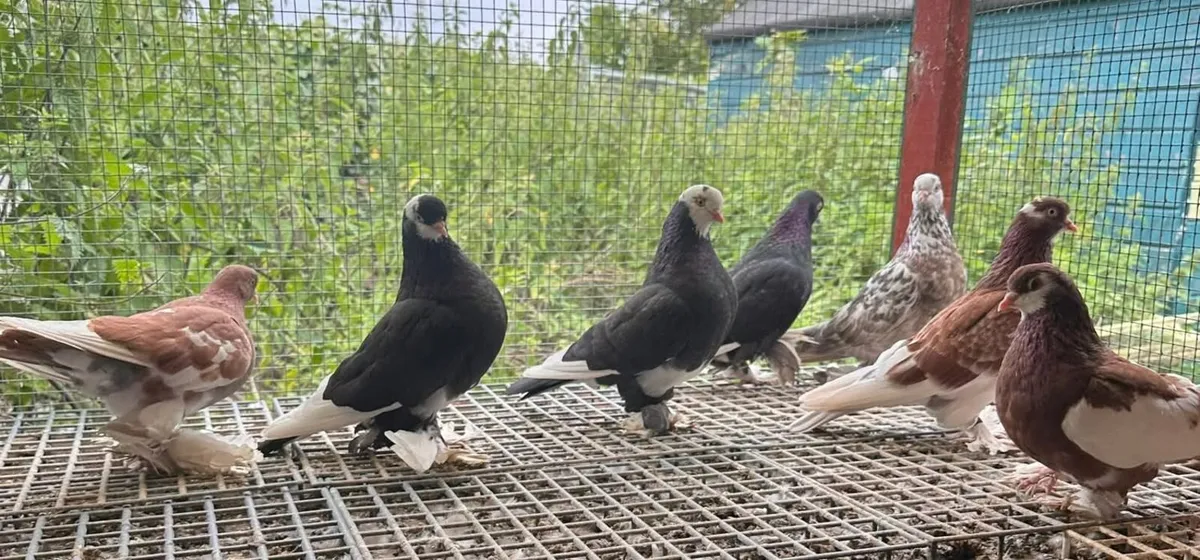 I have 25 Irish flying Tumblers for sale together - Image 3