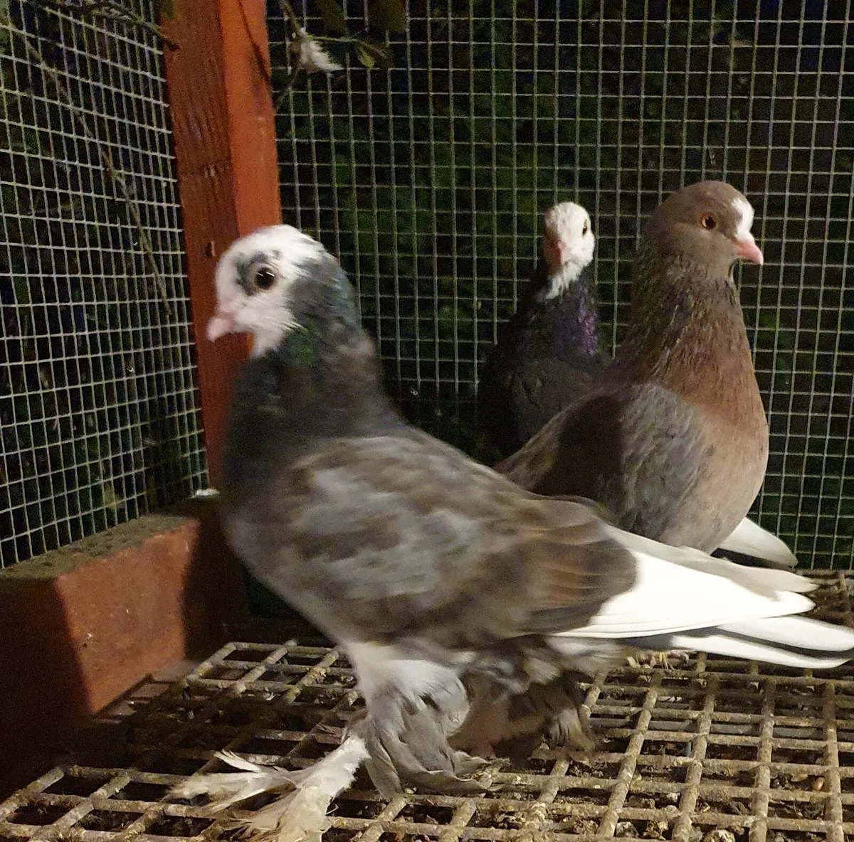 I have 25 Irish flying Tumblers for sale together - Image 2