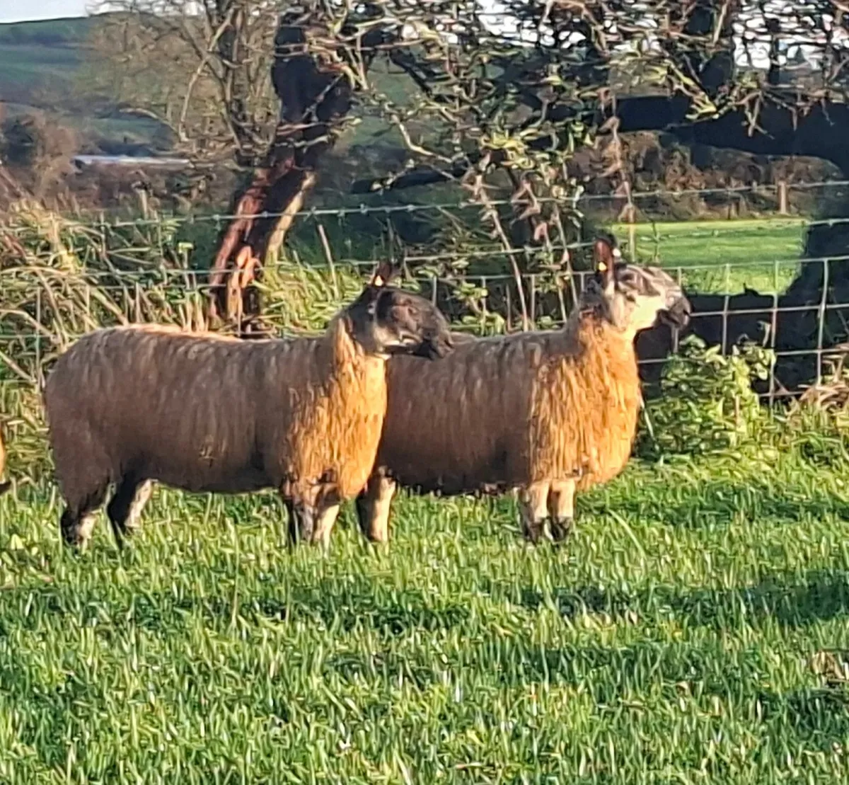 Exceptional Ewe Lambs - Image 2