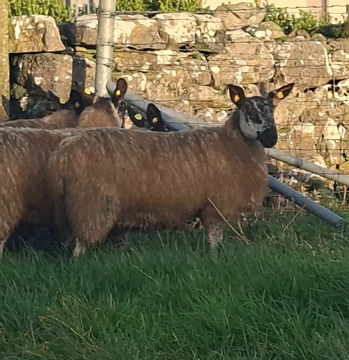 Exceptional Ewe Lambs - Image 4