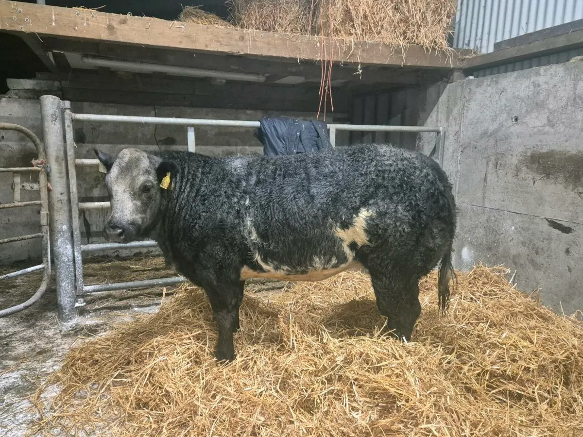 ⭐️3 Super Heifers For Gort⭐️lot 712- 714 - Image 2
