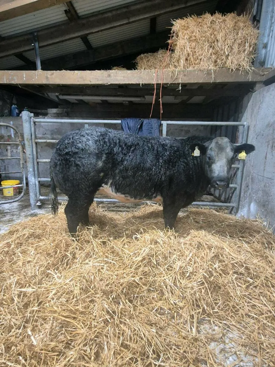 ⭐️3 Super Heifers For Gort⭐️lot 712- 714 - Image 3