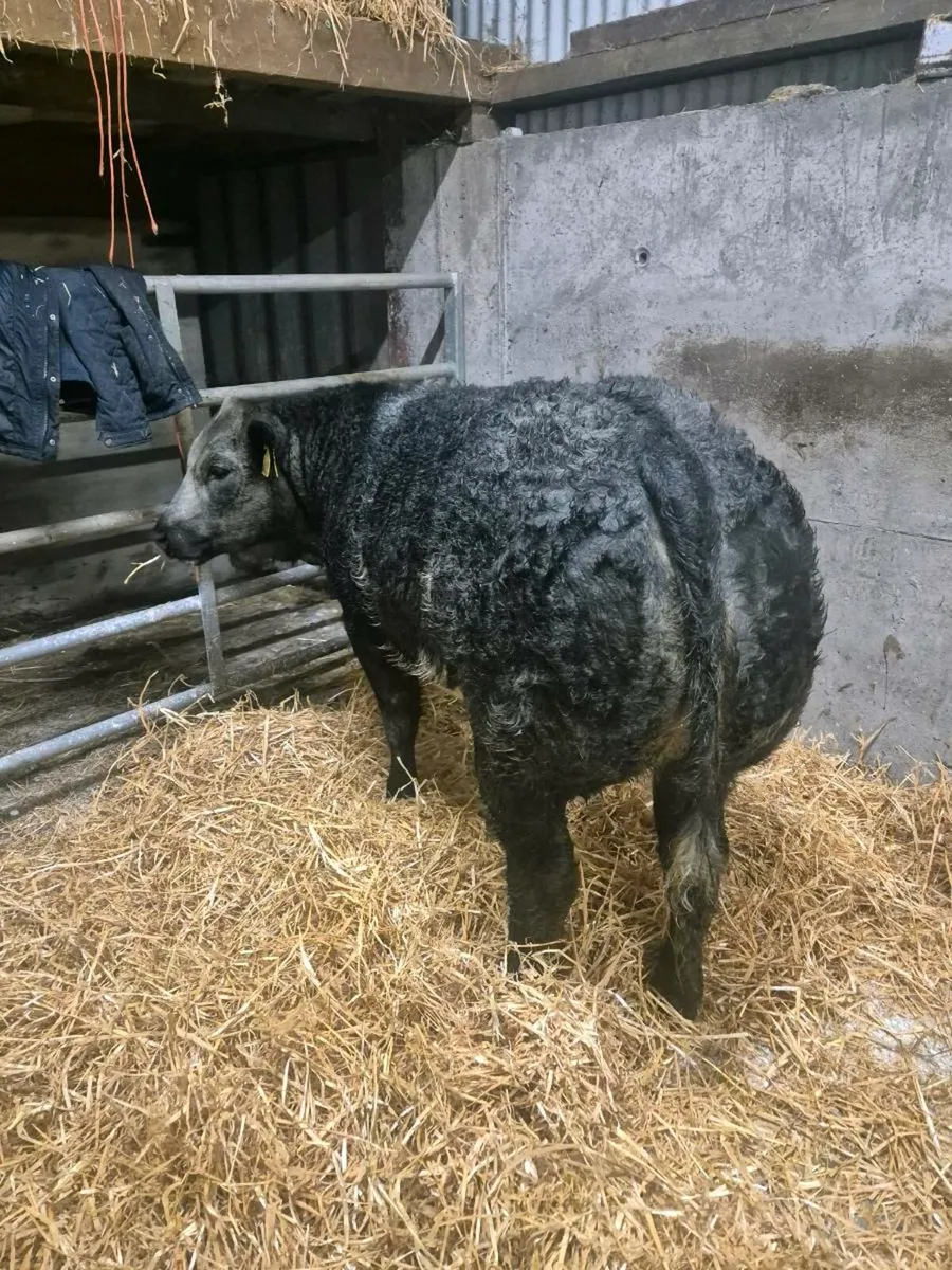 ⭐️3 Super Heifers For Gort⭐️lot 712- 714 - Image 4
