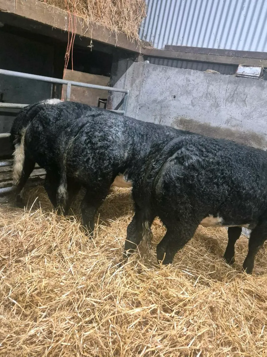 ⭐️3 Super Heifers For Gort⭐️lot 712- 714 - Image 1