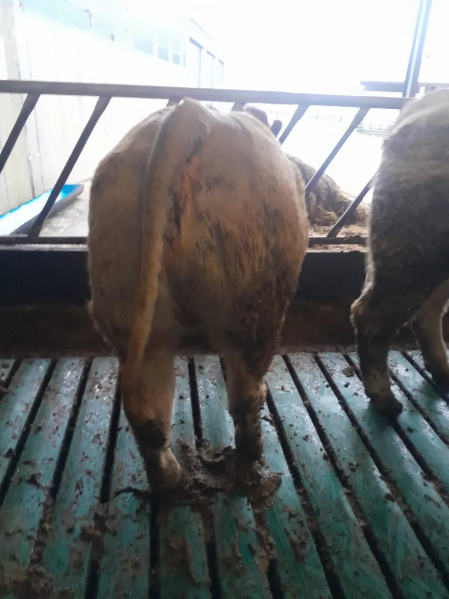 Super CHX Breeding Heifers -Ennis Mart Thurs 13/11 - Image 3