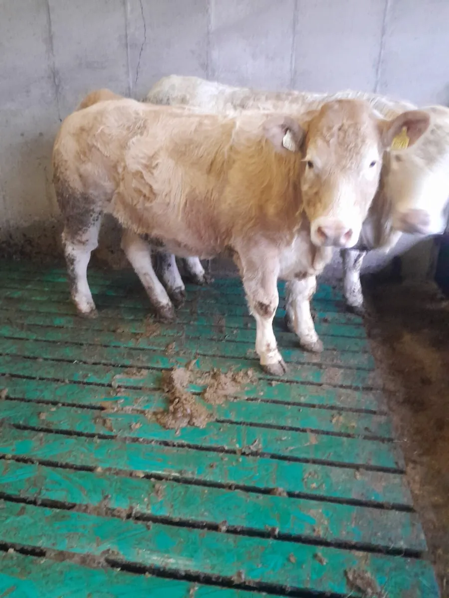 Super CHX Breeding Heifers -Ennis Mart Thurs 13/11 - Image 4