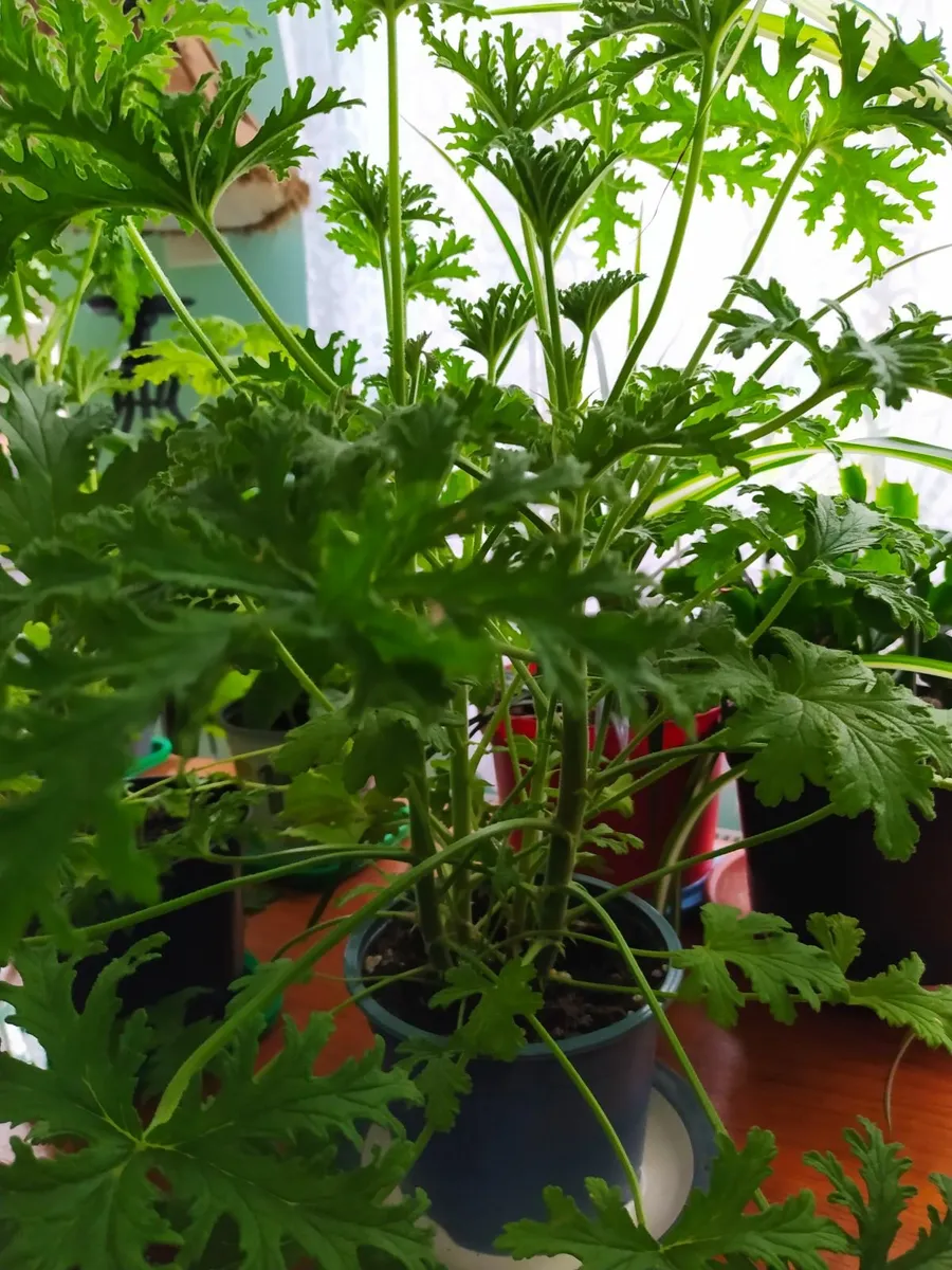 Lemon scented geranium - Image 1