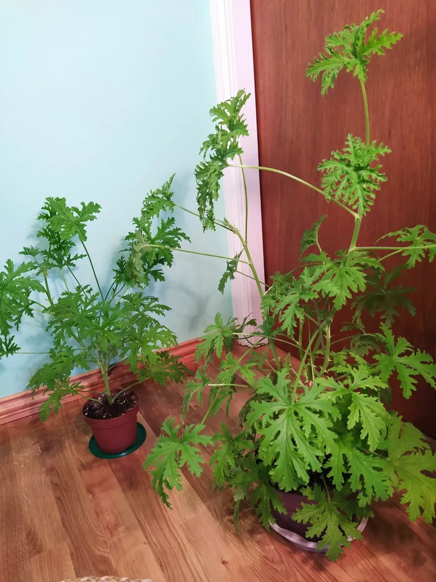 Lemon scented geranium - Image 2