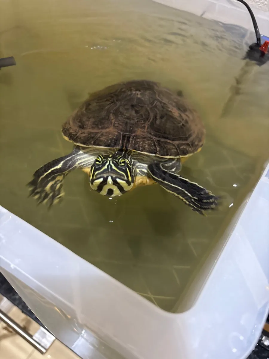 Terrapin turtle - Image 1