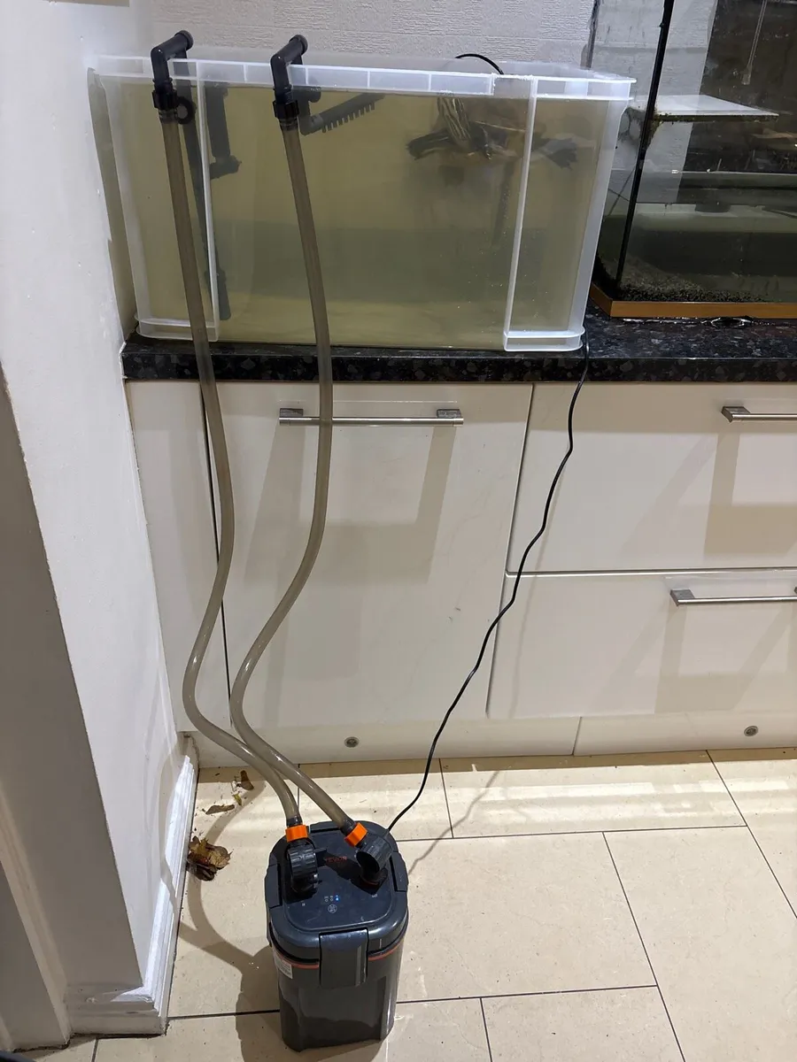 Terrapin turtle - Image 2