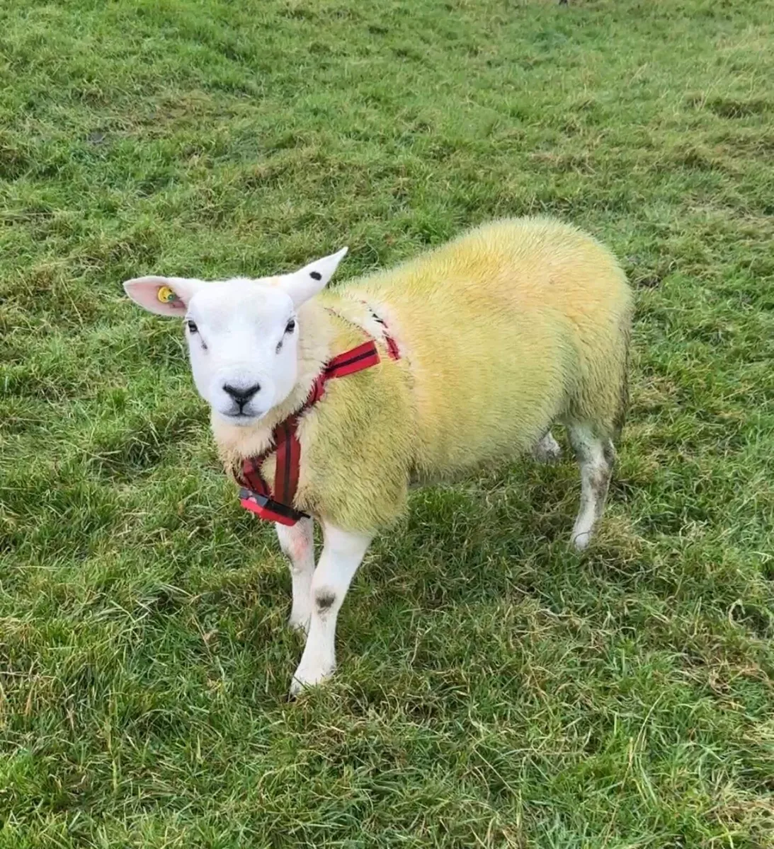 Texel Ram Lamb Double 5⭐️ SIS - Image 1