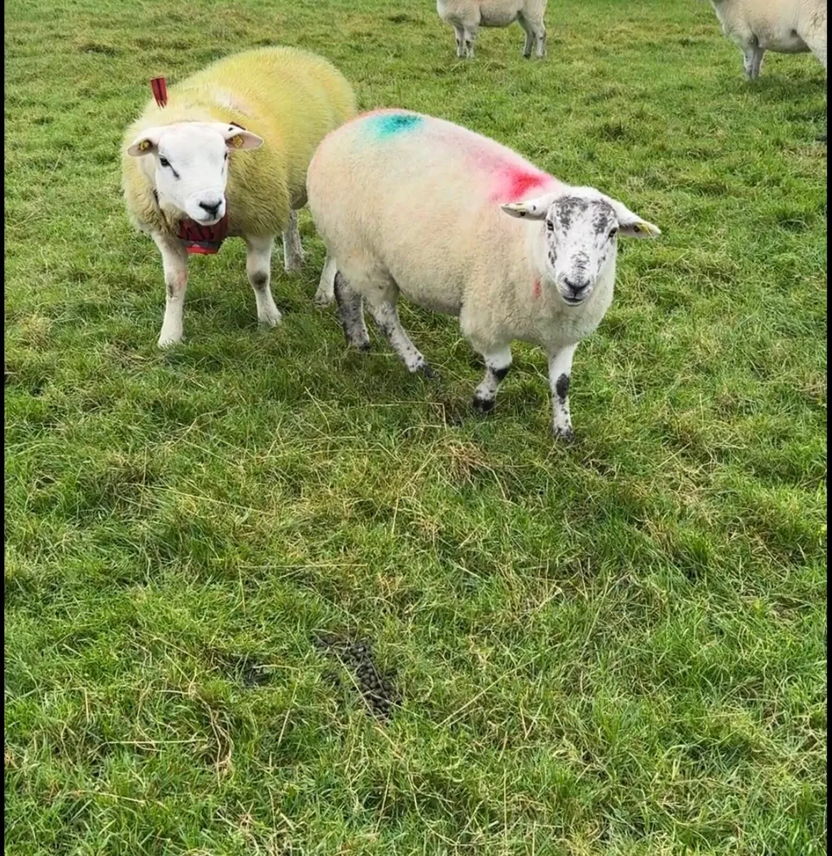 Texel Ram Lamb Double 5⭐️ SIS - Image 2