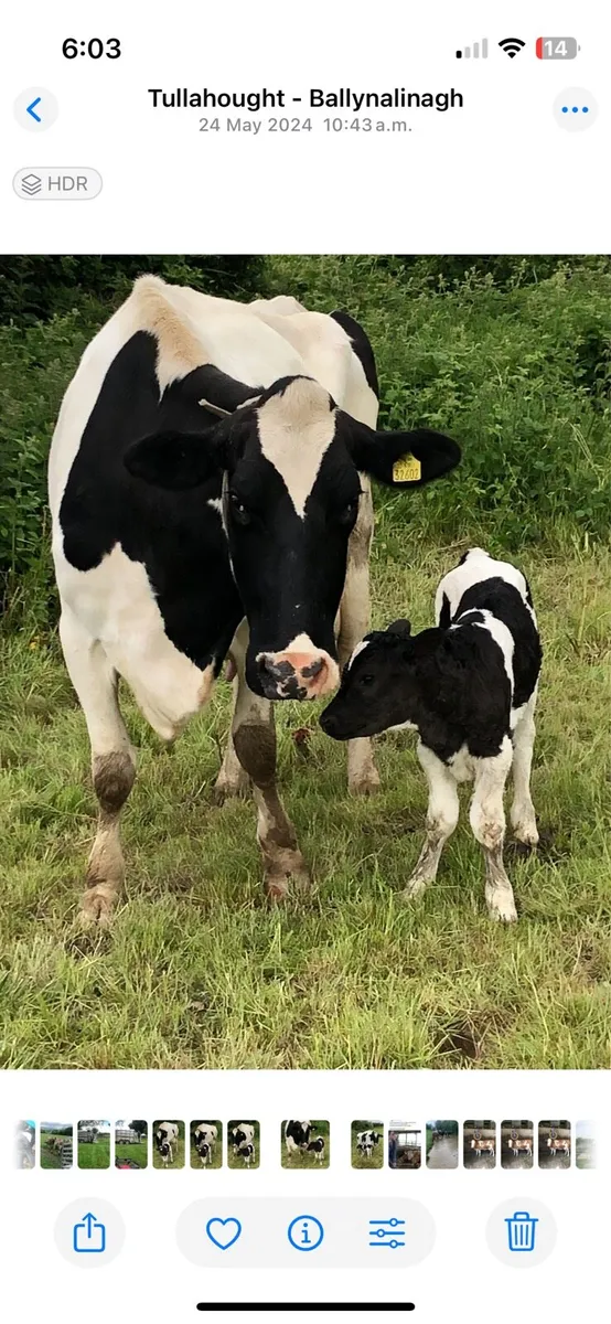 Dairy cows - Image 1