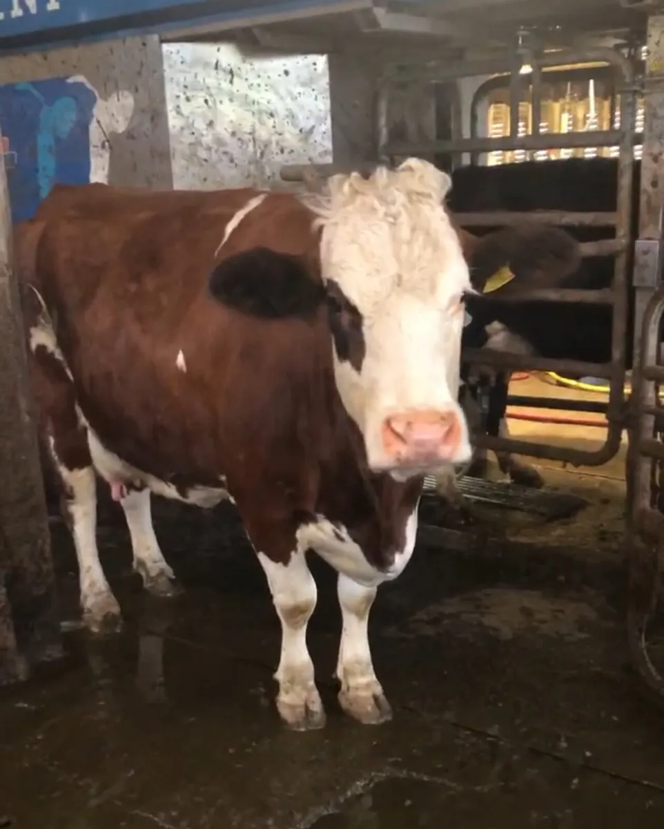 Dairy cows - Image 2