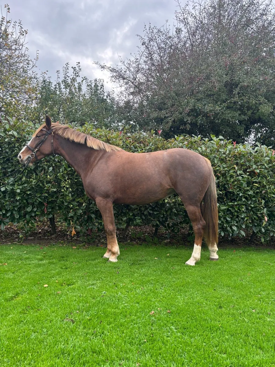 Top Clads SJ / Event / allrounder Pony⭐️⭐️ - Image 2