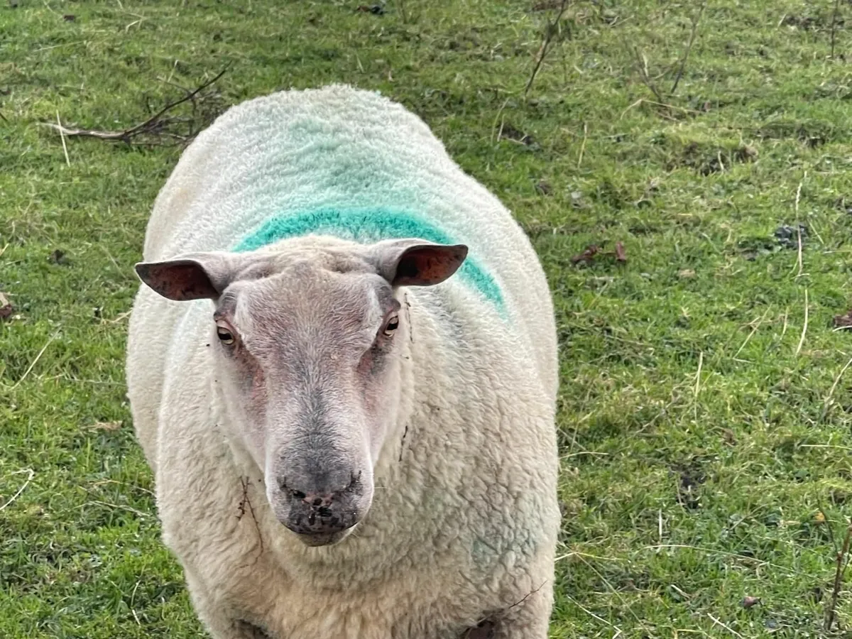 charollais ram - Image 1