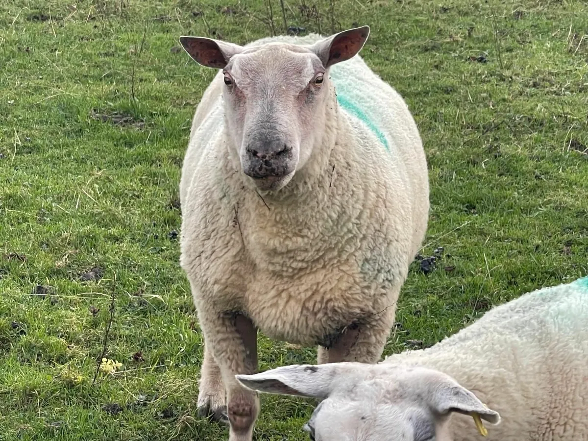 charollais ram - Image 2