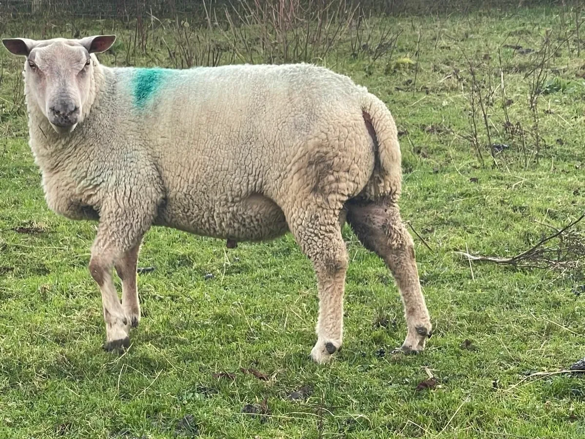 charollais ram - Image 3